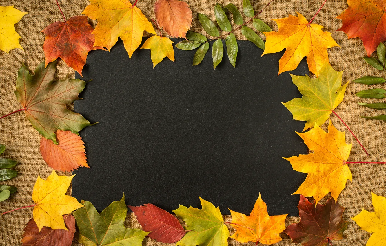 Фото обои осень, листья, фон, colorful, клен, yellow, autumn, leaves