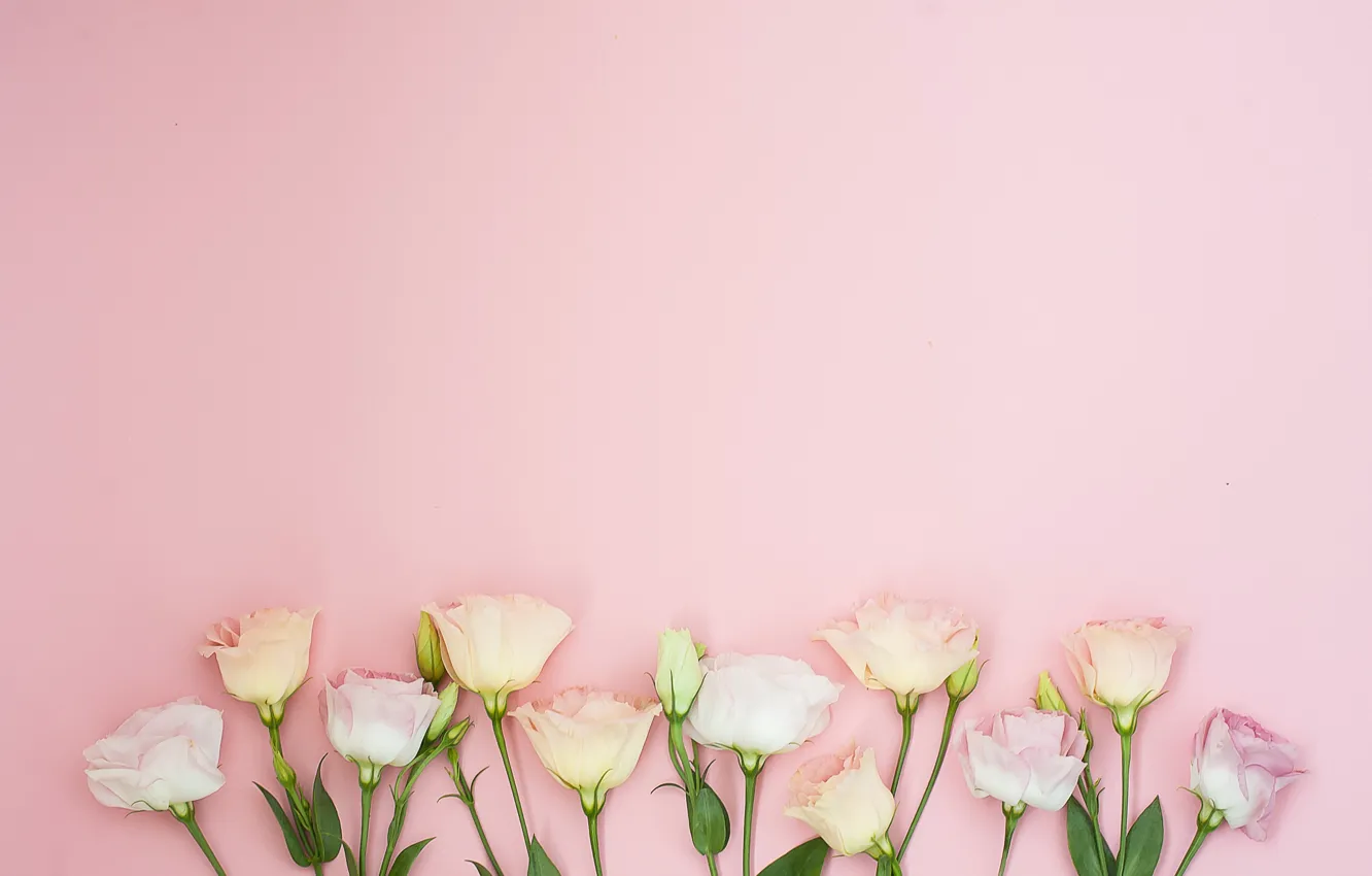 Фото обои цветы, фон, розовые, pink, flowers, эустома, eustoma