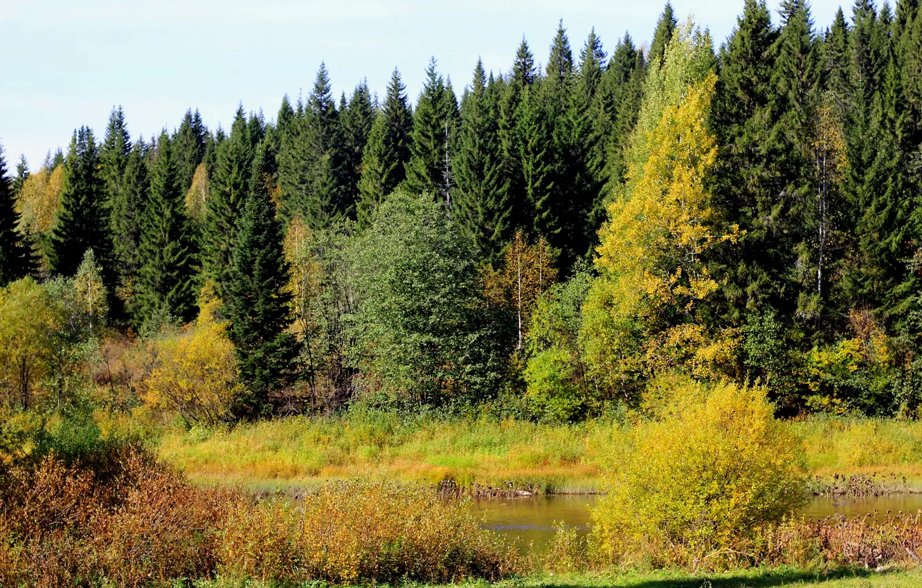 Фото обои осень, лес, деревья, Россия, речка, Пермский край