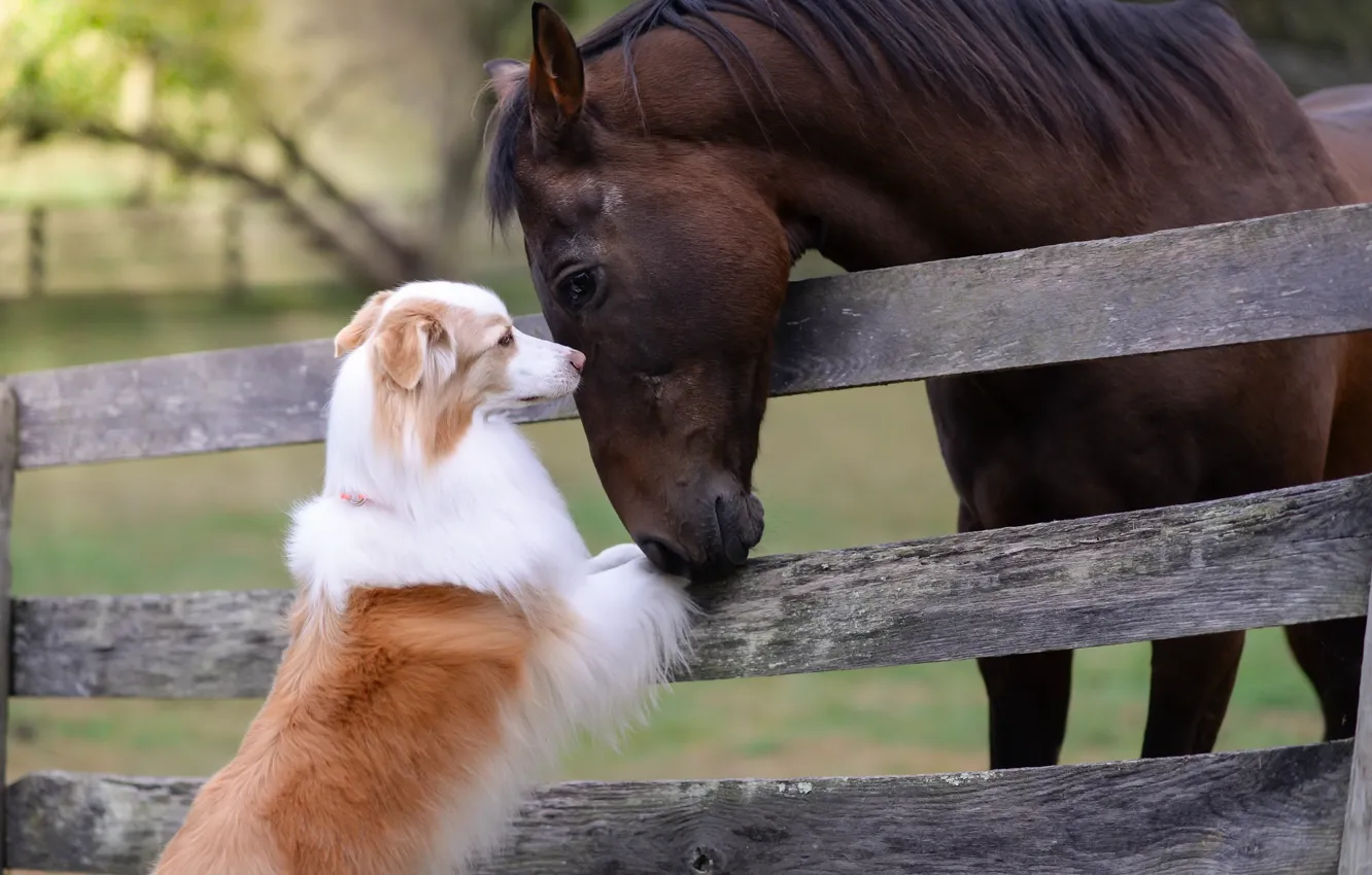 Фото обои конь, собака, друзья