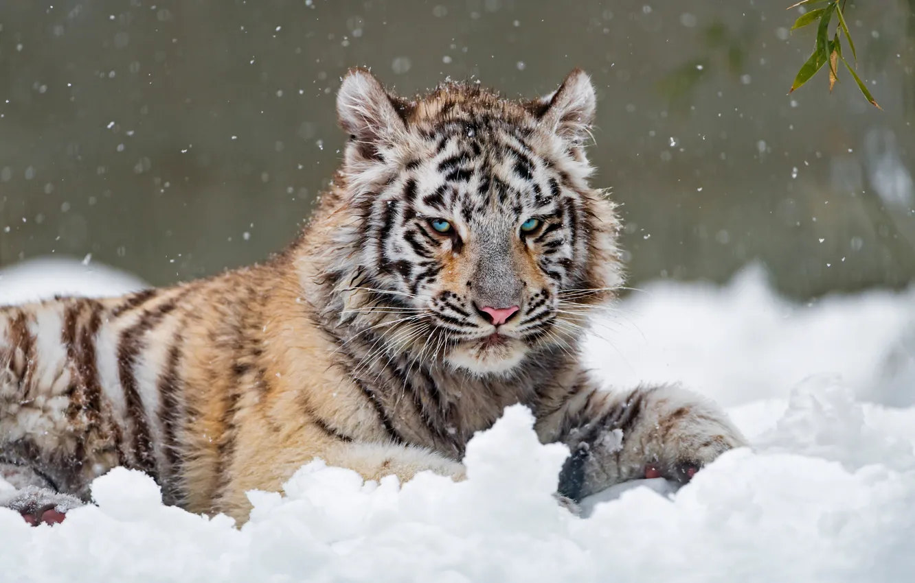 Фото обои зима, белый, взгляд, снег, природа, тигр, поза, лежит