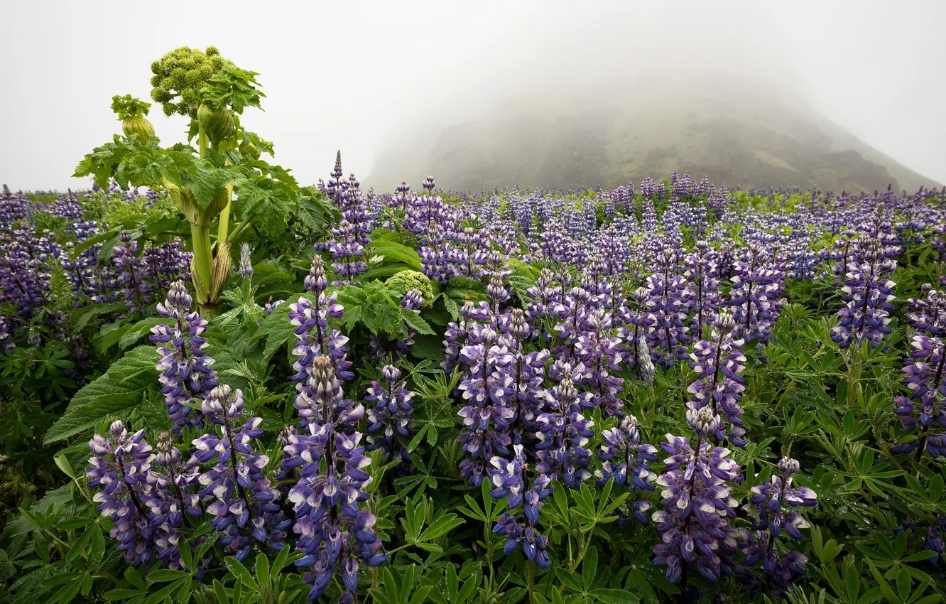 Фото обои цветы, природа, туман
