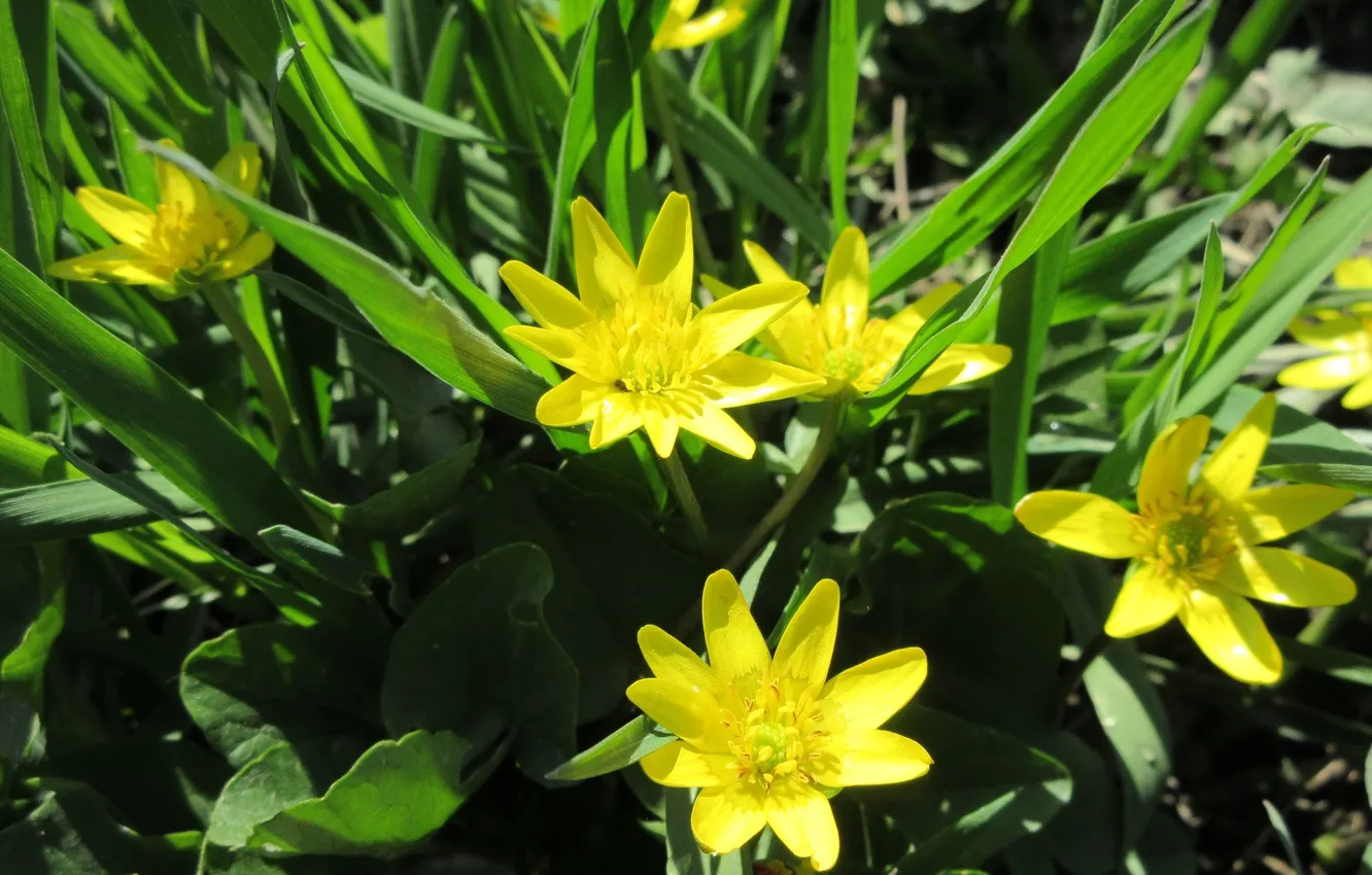 Фото обои трава, жёлтые цветы, апрель, весна 2018, mamala ©