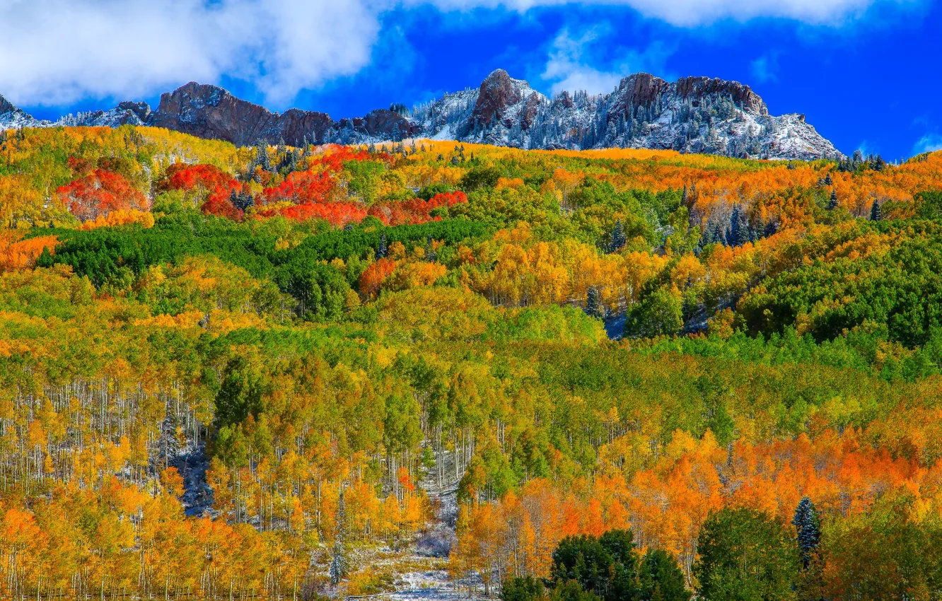 Фото обои осень, лес, горы, склон, Колорадо, США, Аспен