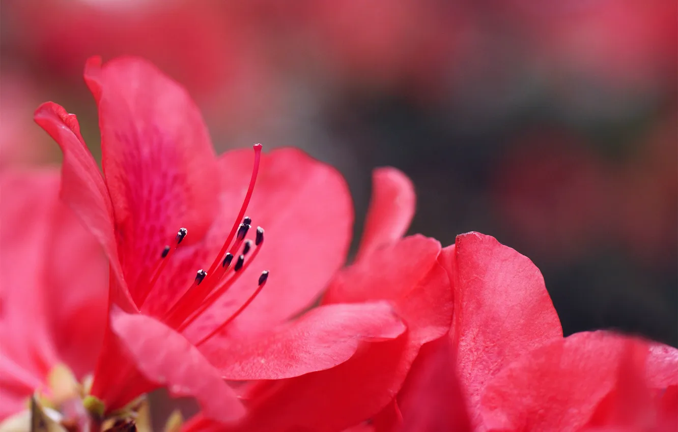 Фото обои цветы, розовая, размытость, Azalea, Азалия