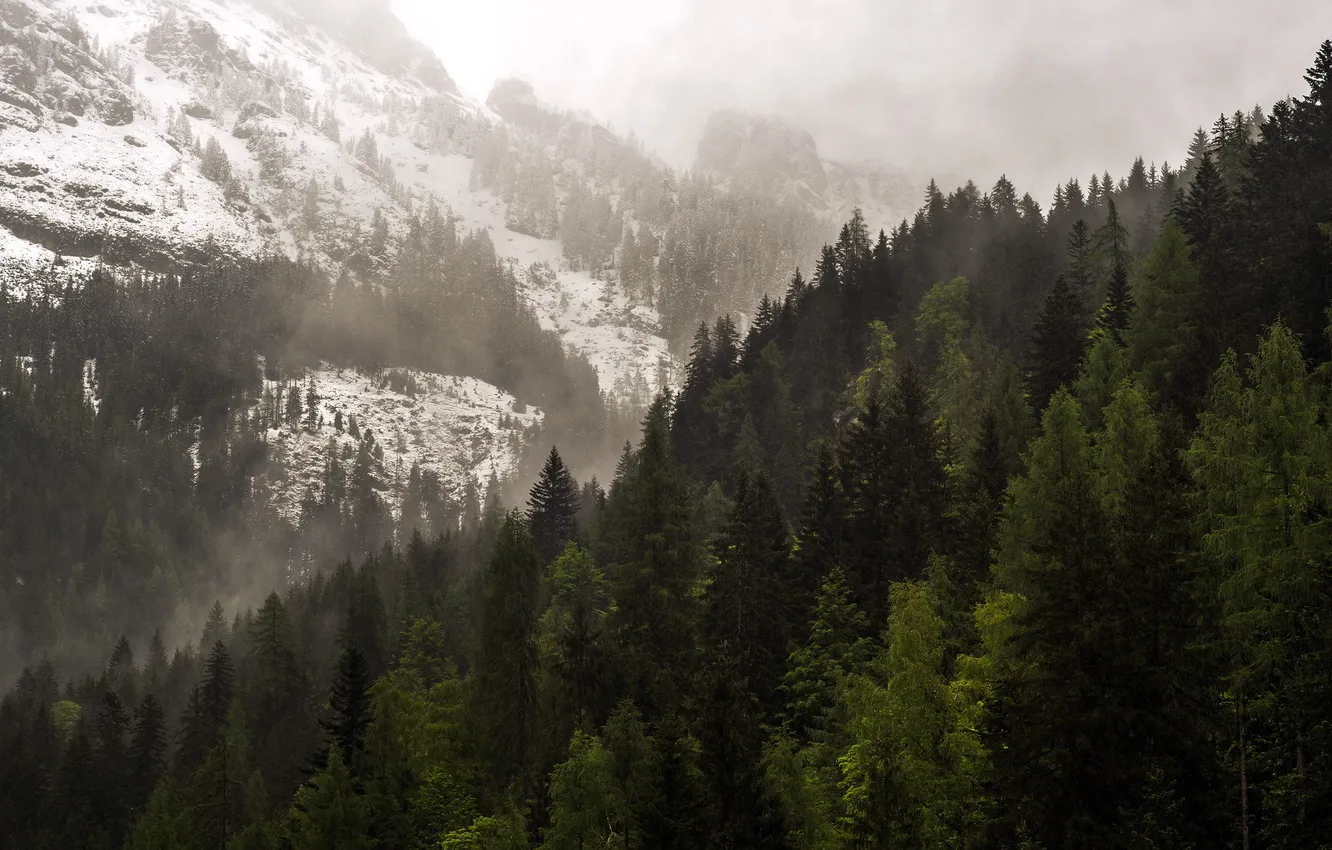 Фото обои лес, пейзаж, горы