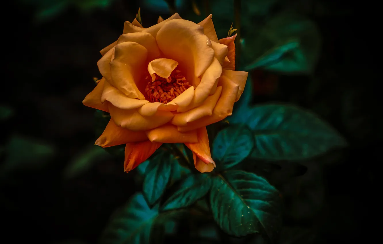 Фото обои макро, фон, боке, Orange Rose
