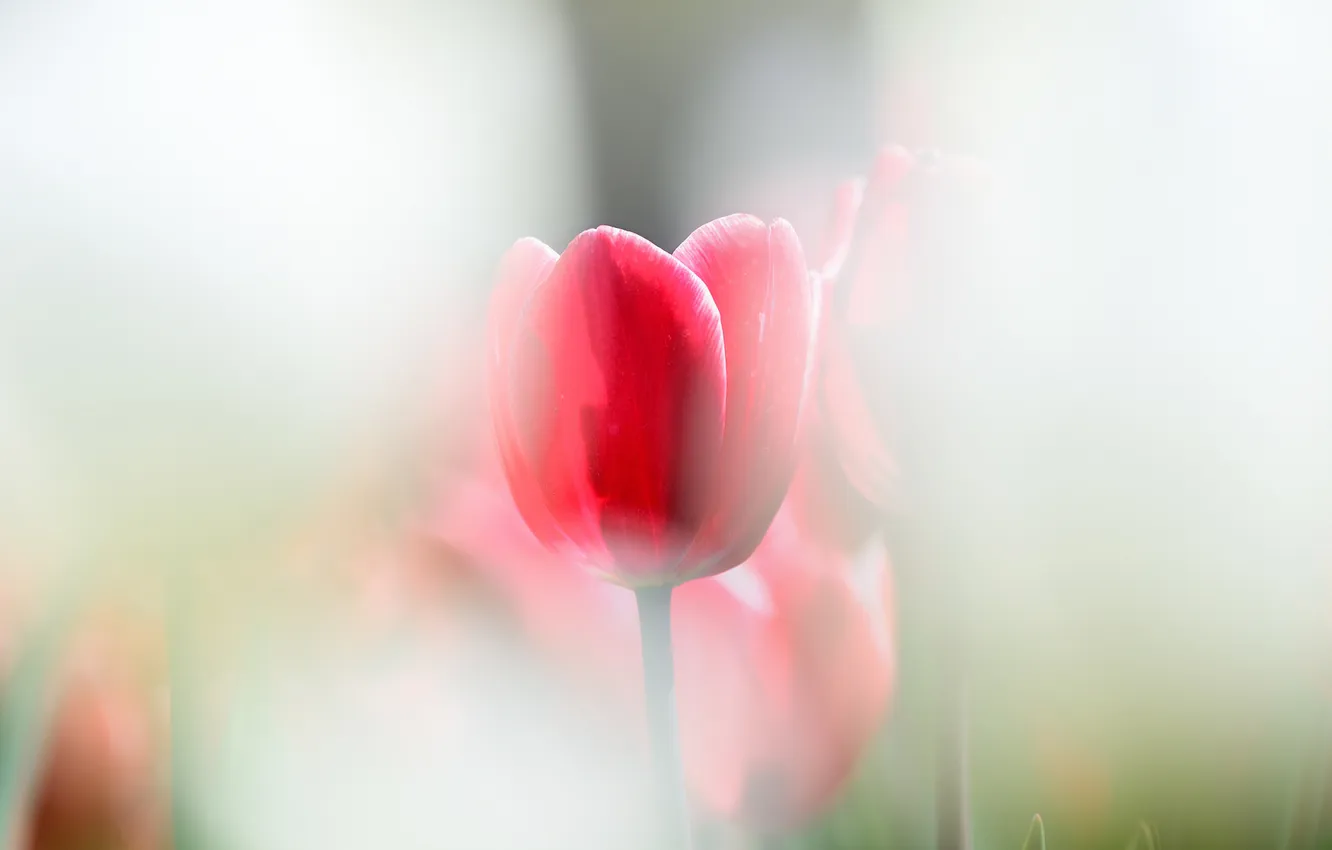 Фото обои природа, тюльпан, лепестки, дымка