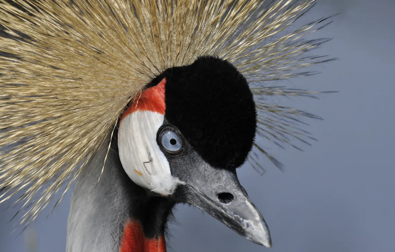 Фото обои макро, птица, Grey crowned crane
