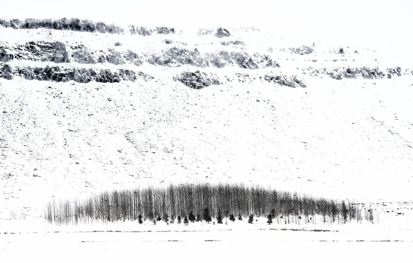 Фото обои зима, снег, деревья, Iceland