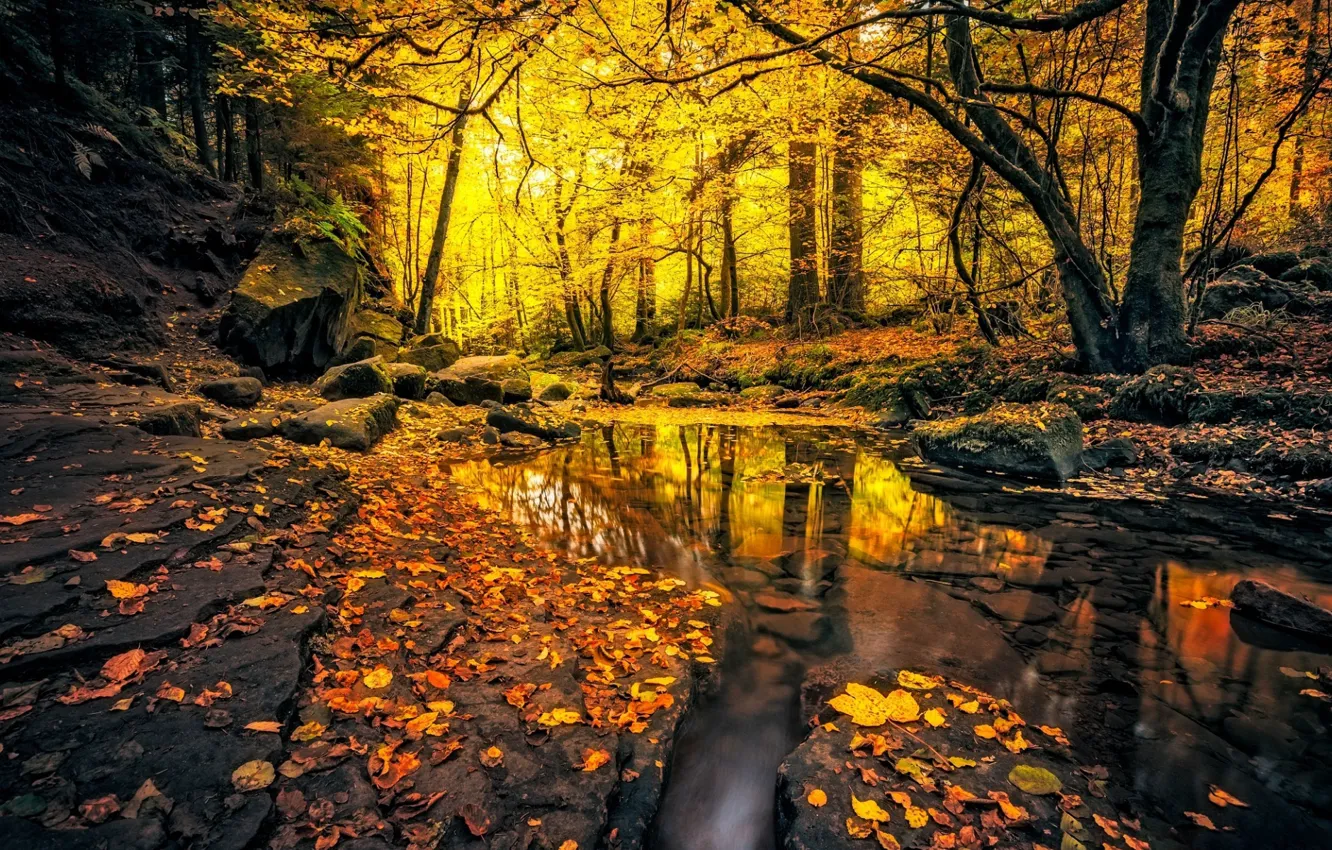 Фото обои осень, лес, ручей