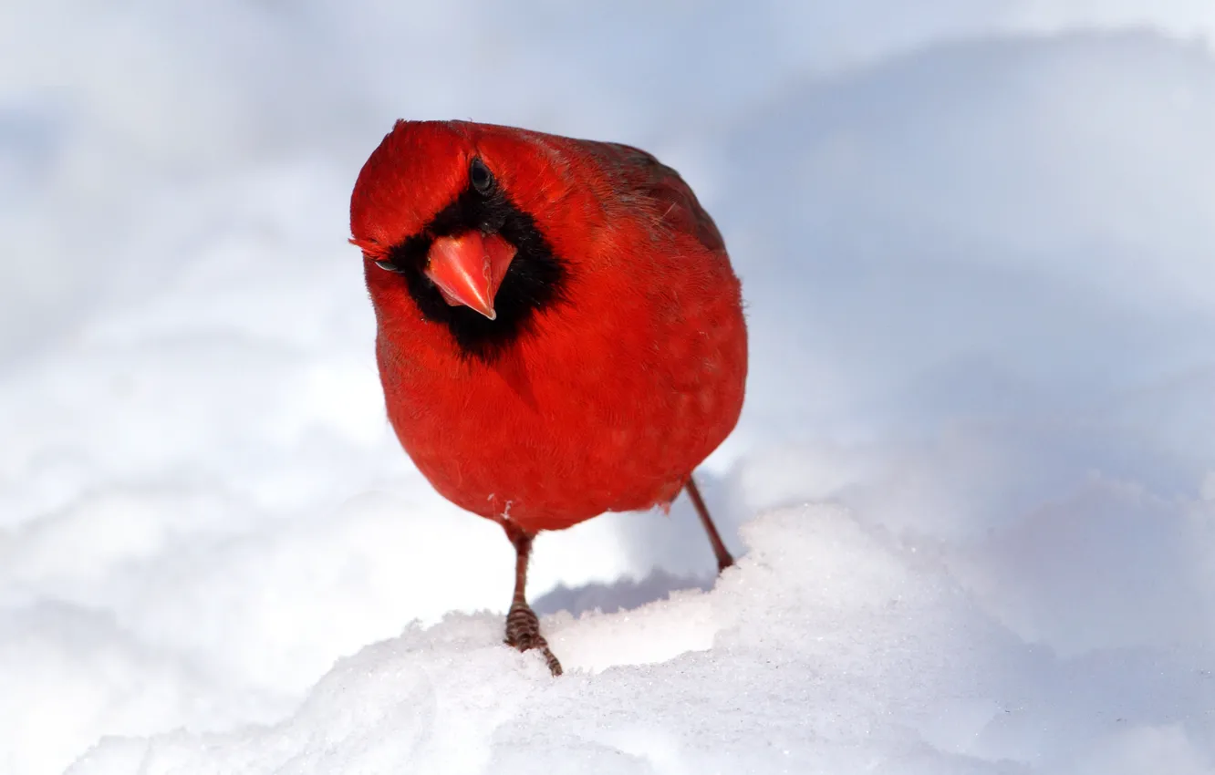 Фото обои зима, снег, птица, перья, клюв, кардинал