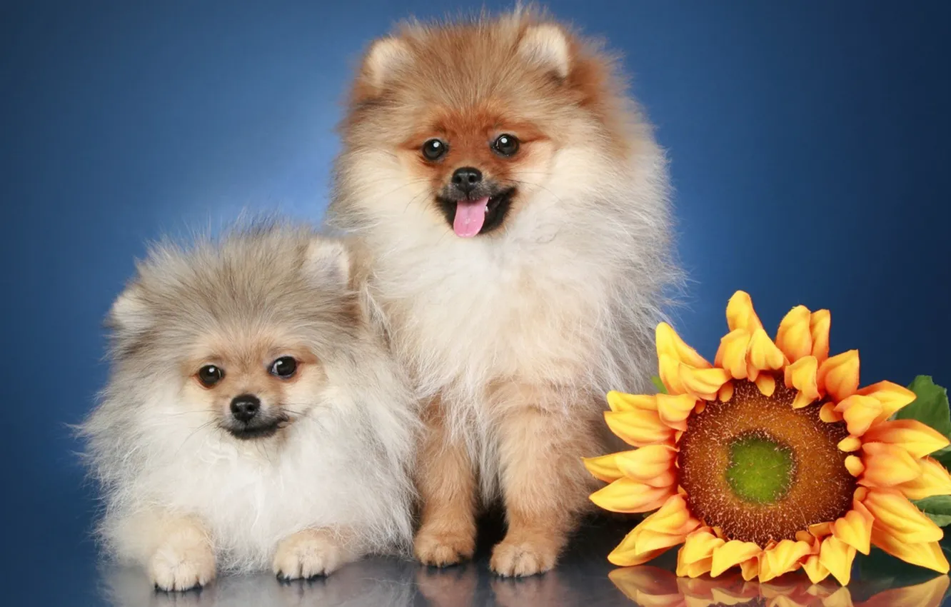 Фото обои собаки, цветы, пушистики