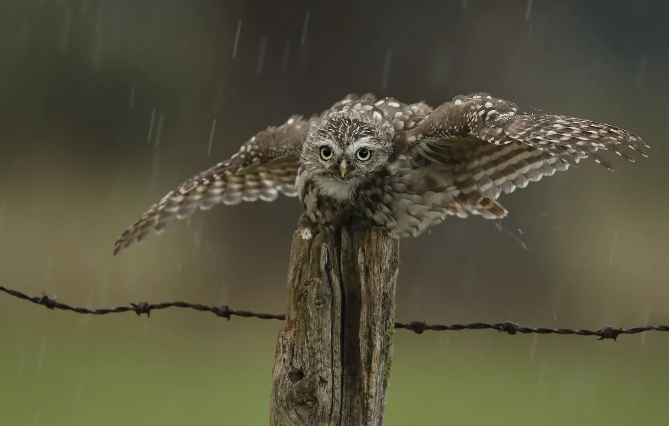 Фото обои капли, дождь, сова, птица, забор