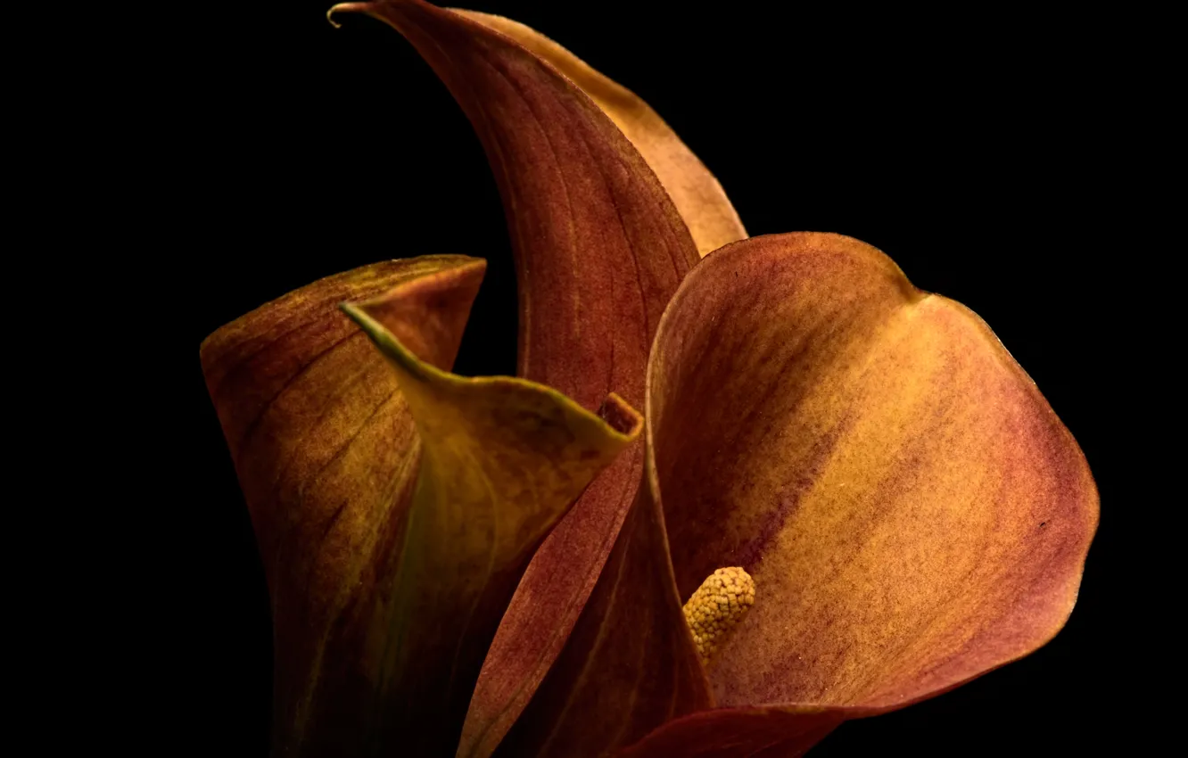 Фото обои цветы, фон, Calla Lilly