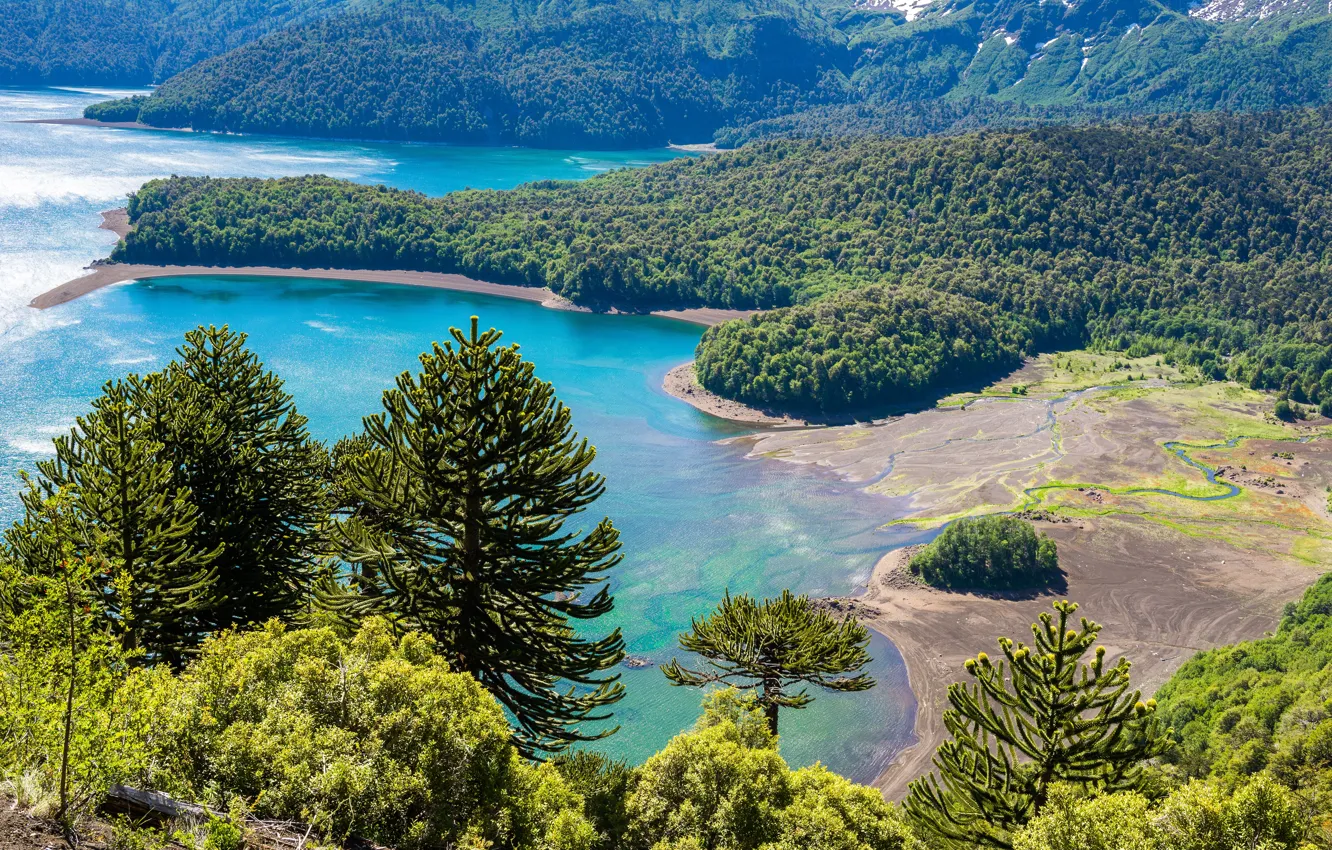 Фото обои Лес, Парк, Побережье, Чили, Conguillio National Park