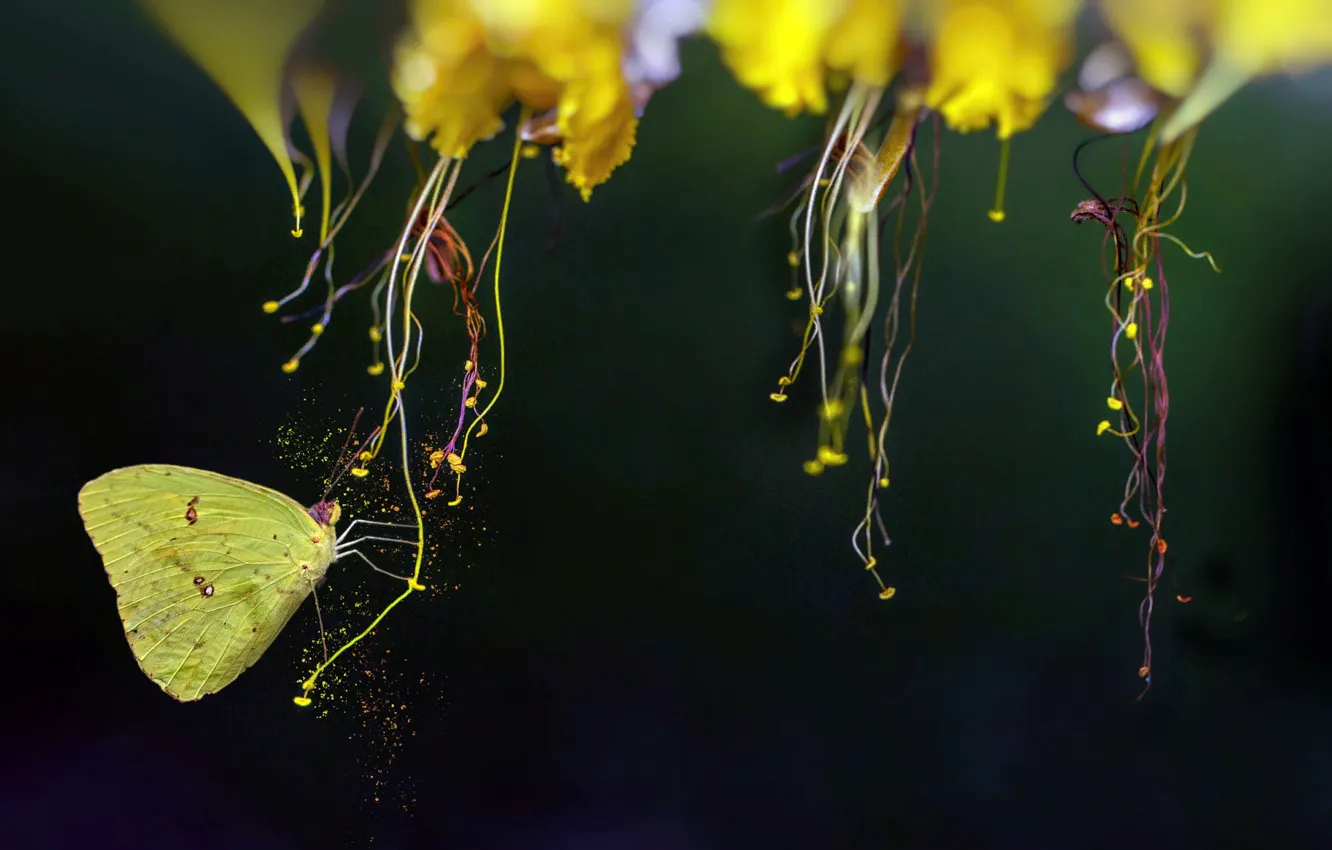 Фото обои макро, природа, пыльца, бабочка, насекомое, цветки, Eleonora Di Primo