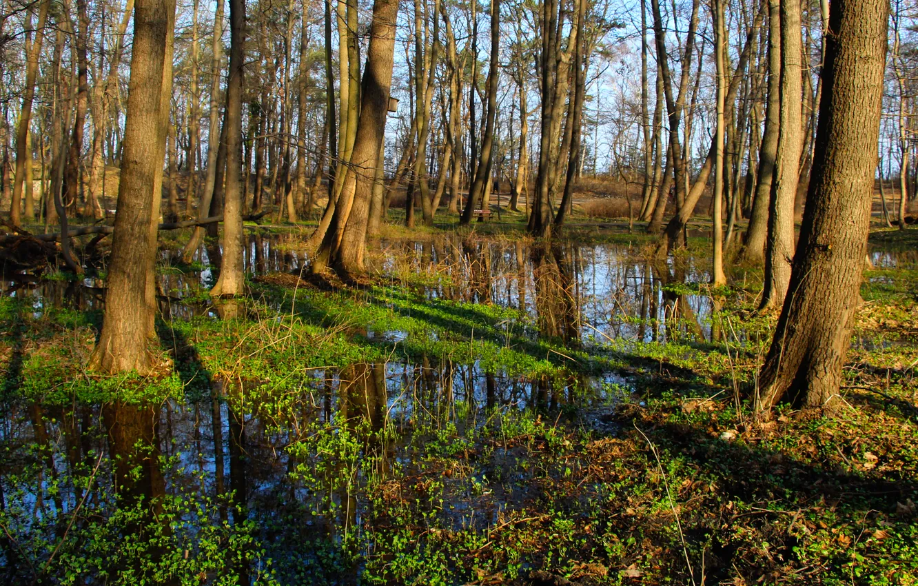 Фото обои forest, water, park, tree