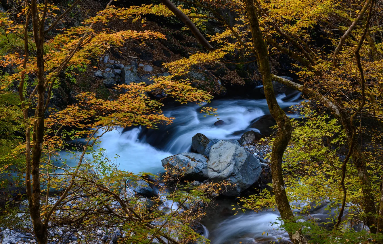 Фото обои осень, деревья, ручей, Япония, речка