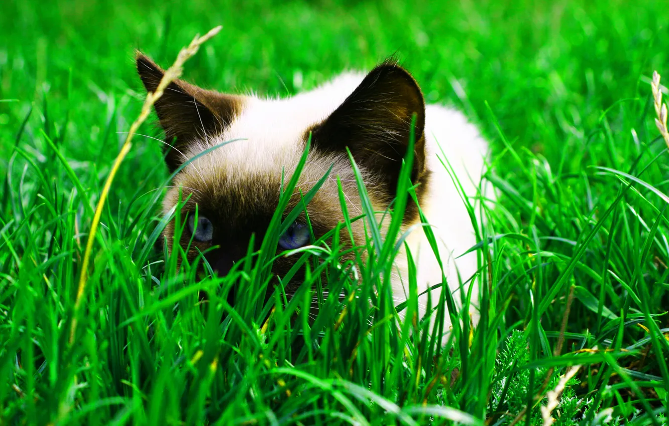 Фото обои трава, кот, Трава, Кот, cat