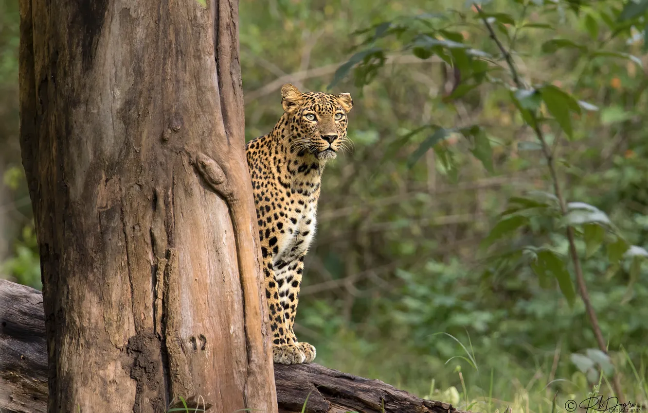 Фото обои лес, леопард, ствол дерева, Rakesh Kumar Dogra