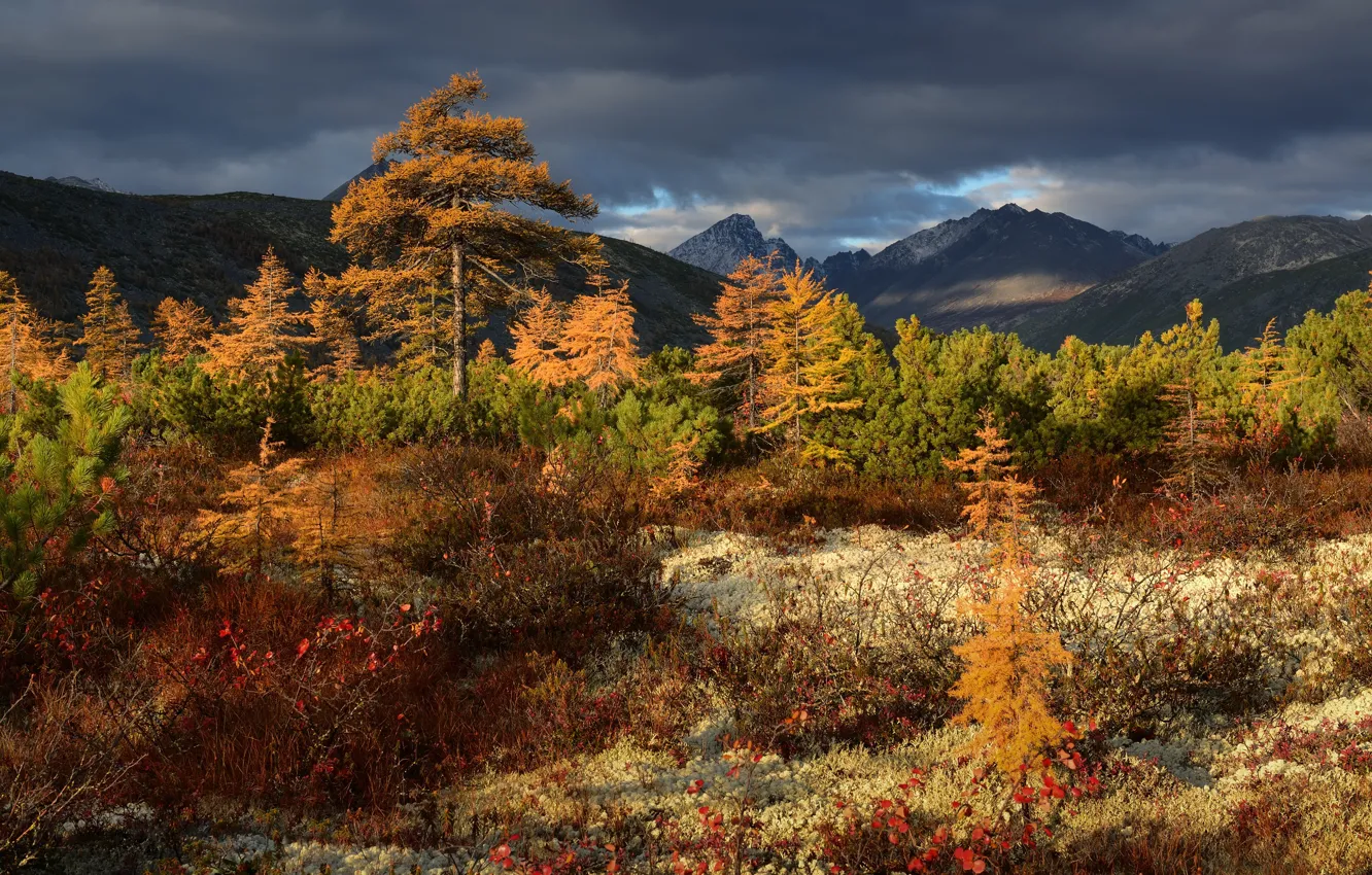 Фото обои осень, деревья, пейзаж, горы, тучи, природа, растительность, Колыма