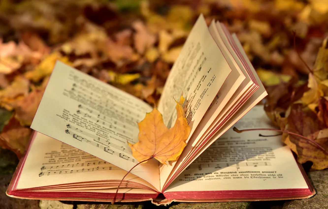 Фото обои осень, природа, ноты, музыка, листва, желтые, книга, тетрадь