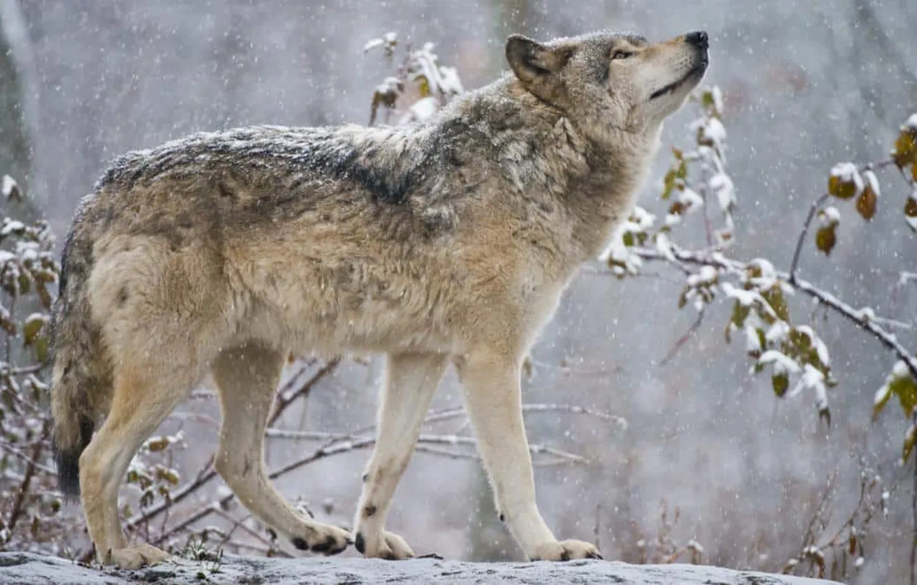 Фото обои nature, face, animal, wolf, wildlife, head, fur, mammal