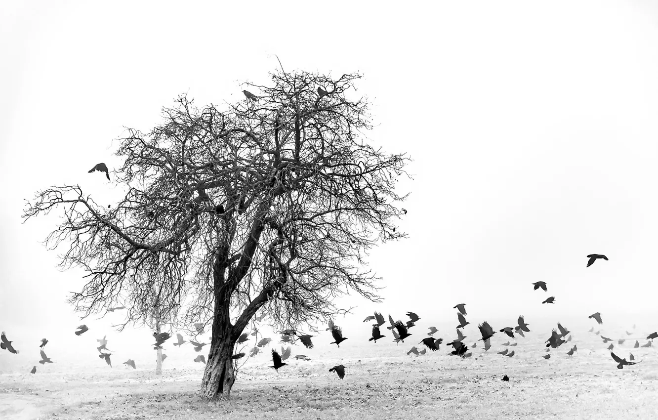 Фото обои поле, птицы, туман, дерево