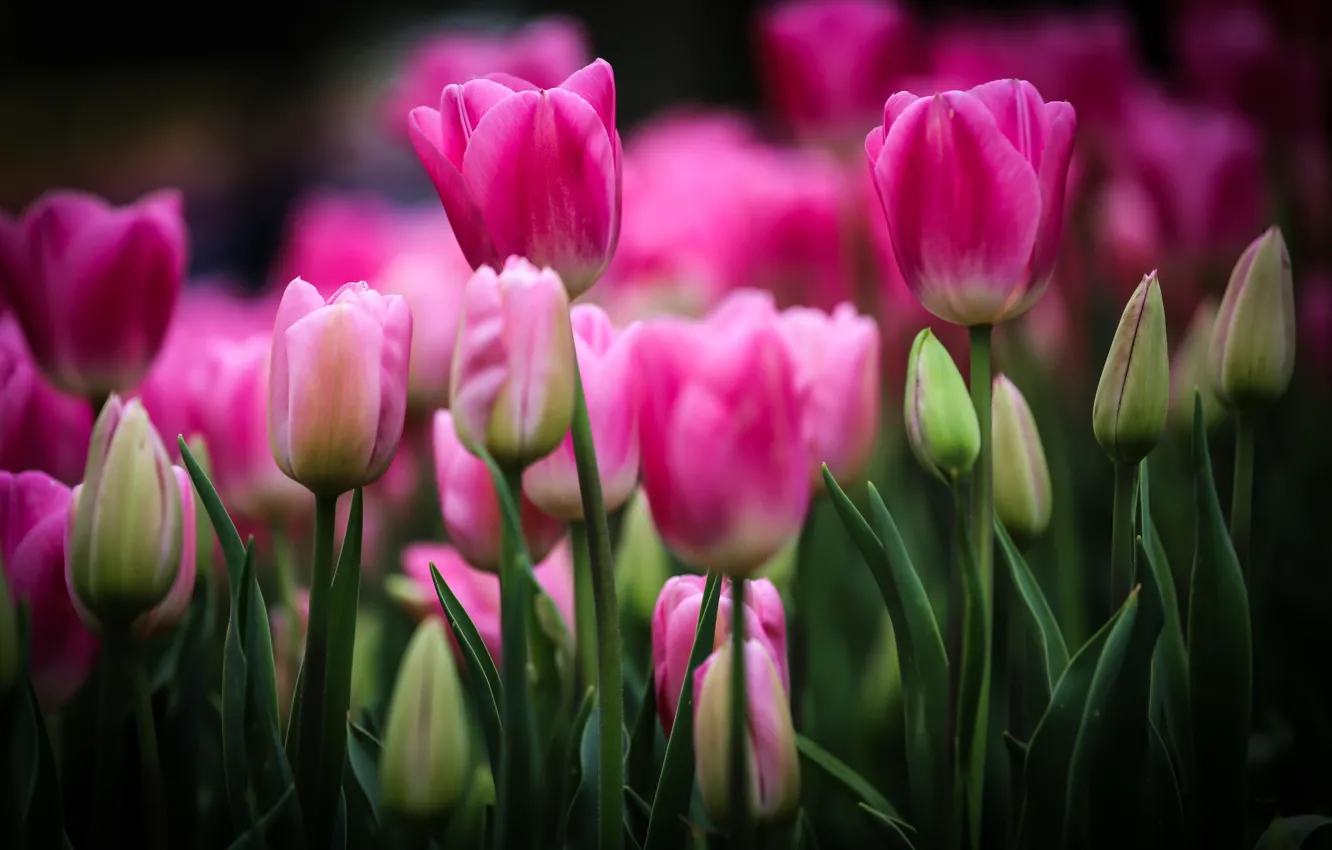 Фото обои цветы, Тюльпаны, розовые, бутоны, клумба