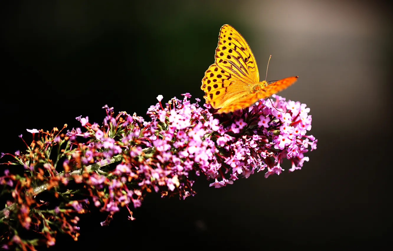 Фото обои цветок, природа, бабочка, насекомое, мотылек