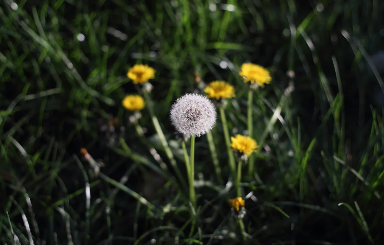 Фото обои трава, одуванчик, весна