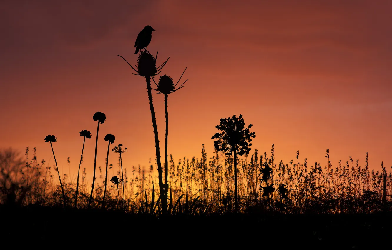 Фото обои небо, трава, закат, птица, растения, силуэты