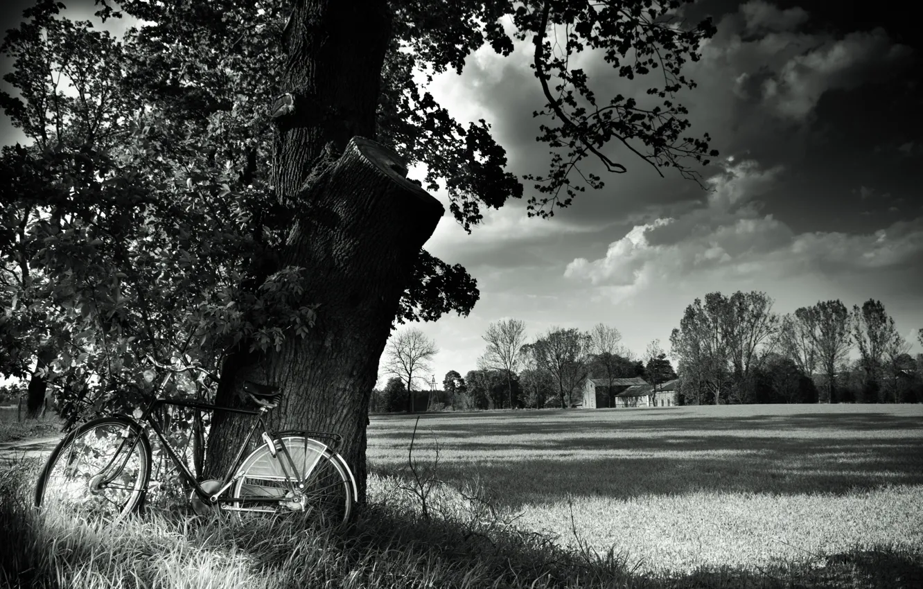 Фото обои поле, пейзаж, природа, велосипед, дерево, bicycle, черный и белый, field