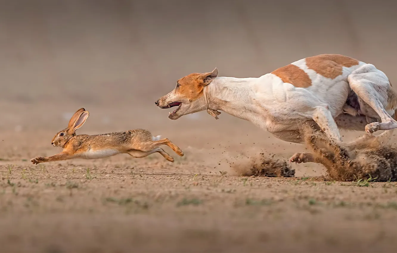 Фото обои заяц, собака, Death Race