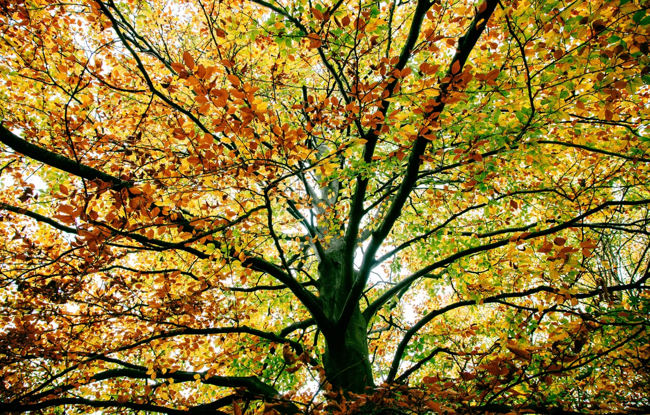 Фото обои осень, ветки, дерево, листва