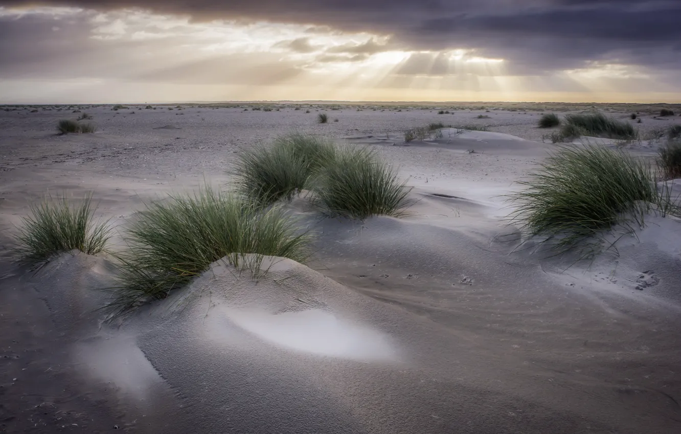 Фото обои небо, трава, дюны