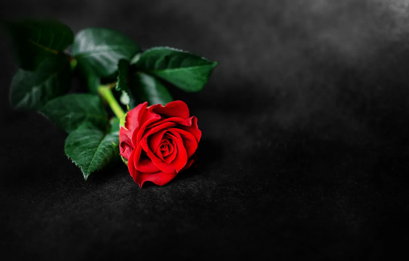 Фото обои фон, роза, красная