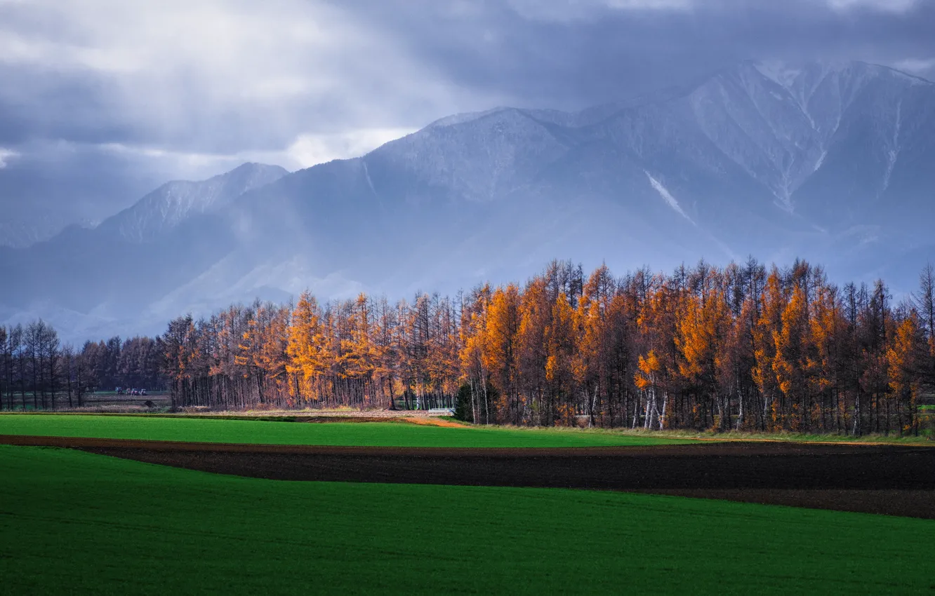Фото обои поле, осень, лес, горы