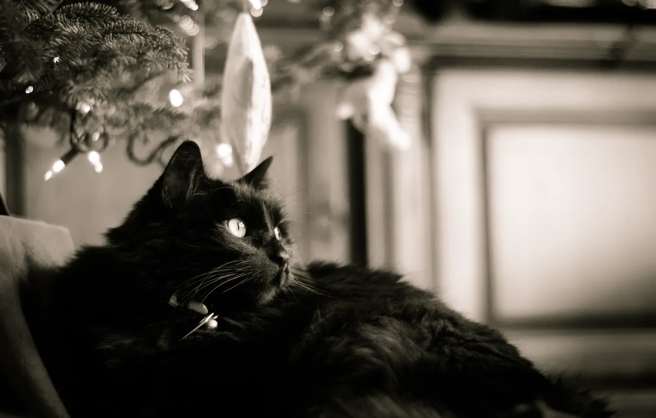 Фото обои кошка, черная, черно-белое, шесть