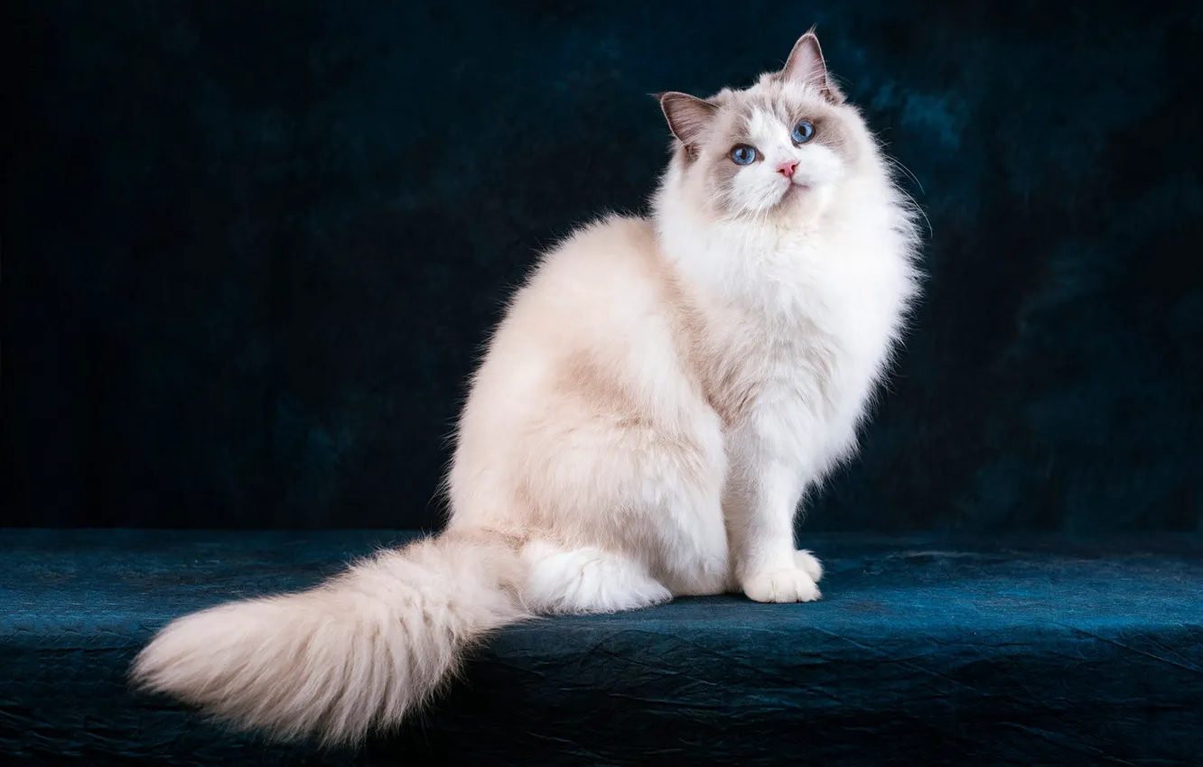 Фото обои кошка, кот, взгляд, морда, поза, темный фон, хвост, белая