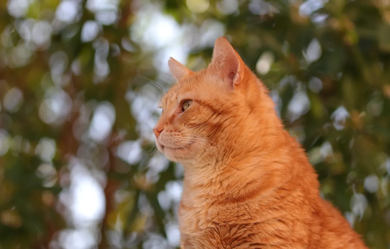 Фото обои кошка, портрет, профиль, рыжая, боке, котейка