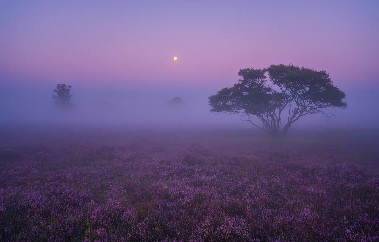 Фото обои Поле, Туман, Деревья