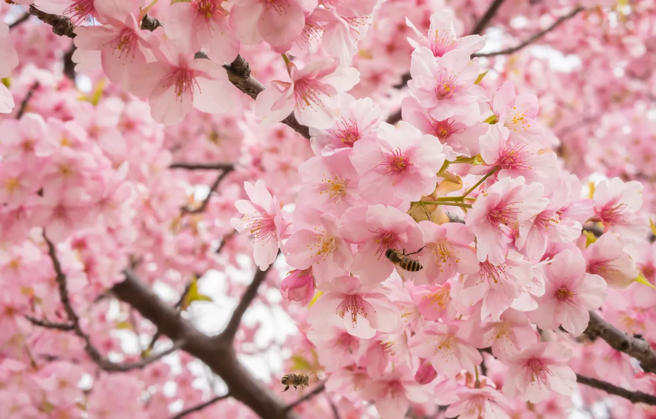 Фото обои ветки, вишня, сакура, цветение, цветки, пчёлы