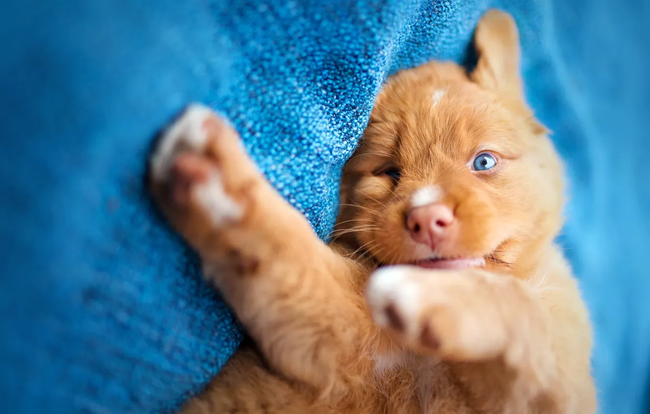 Фото обои взгляд, друг, собака