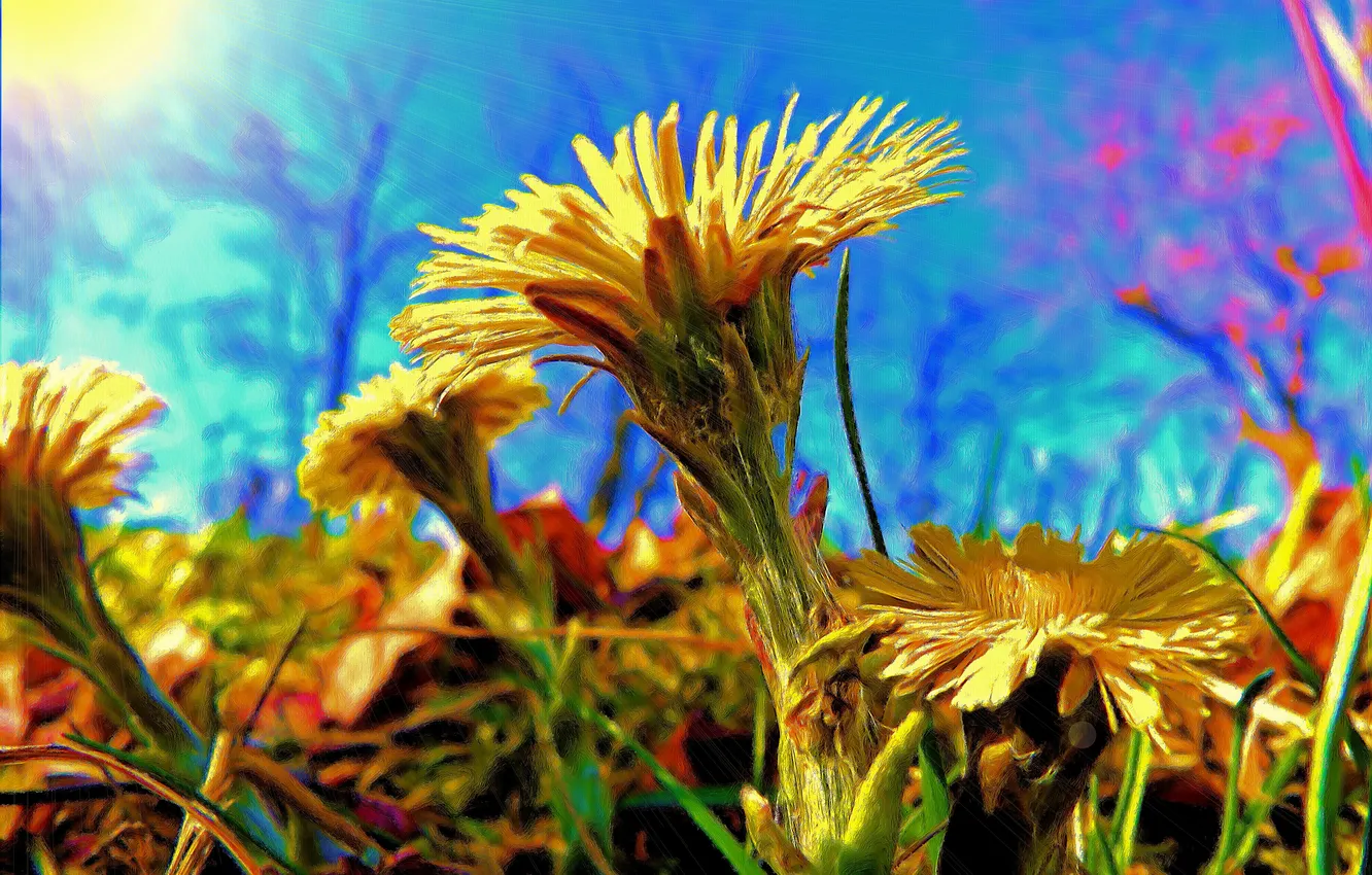 Фото обои небо, трава, солнце, цветы, рендеринг, обработка