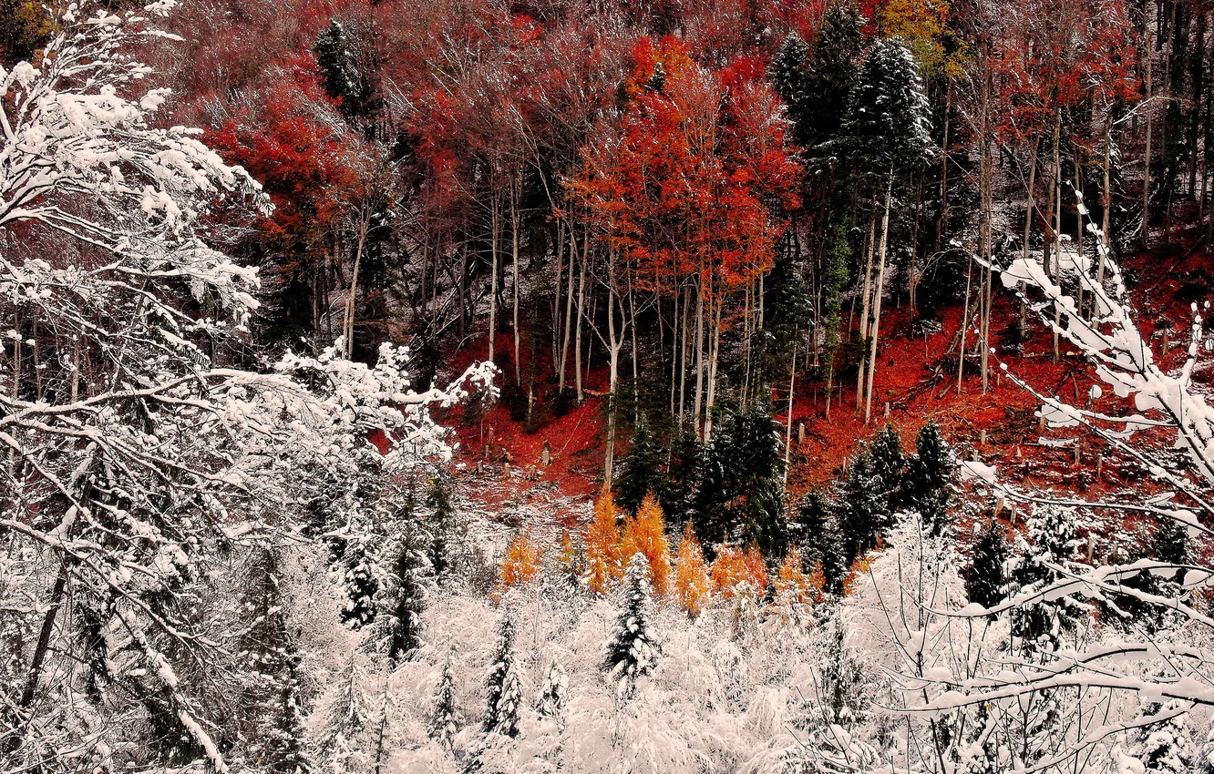 Фото обои иней, осень, лес, снег, деревья, склон