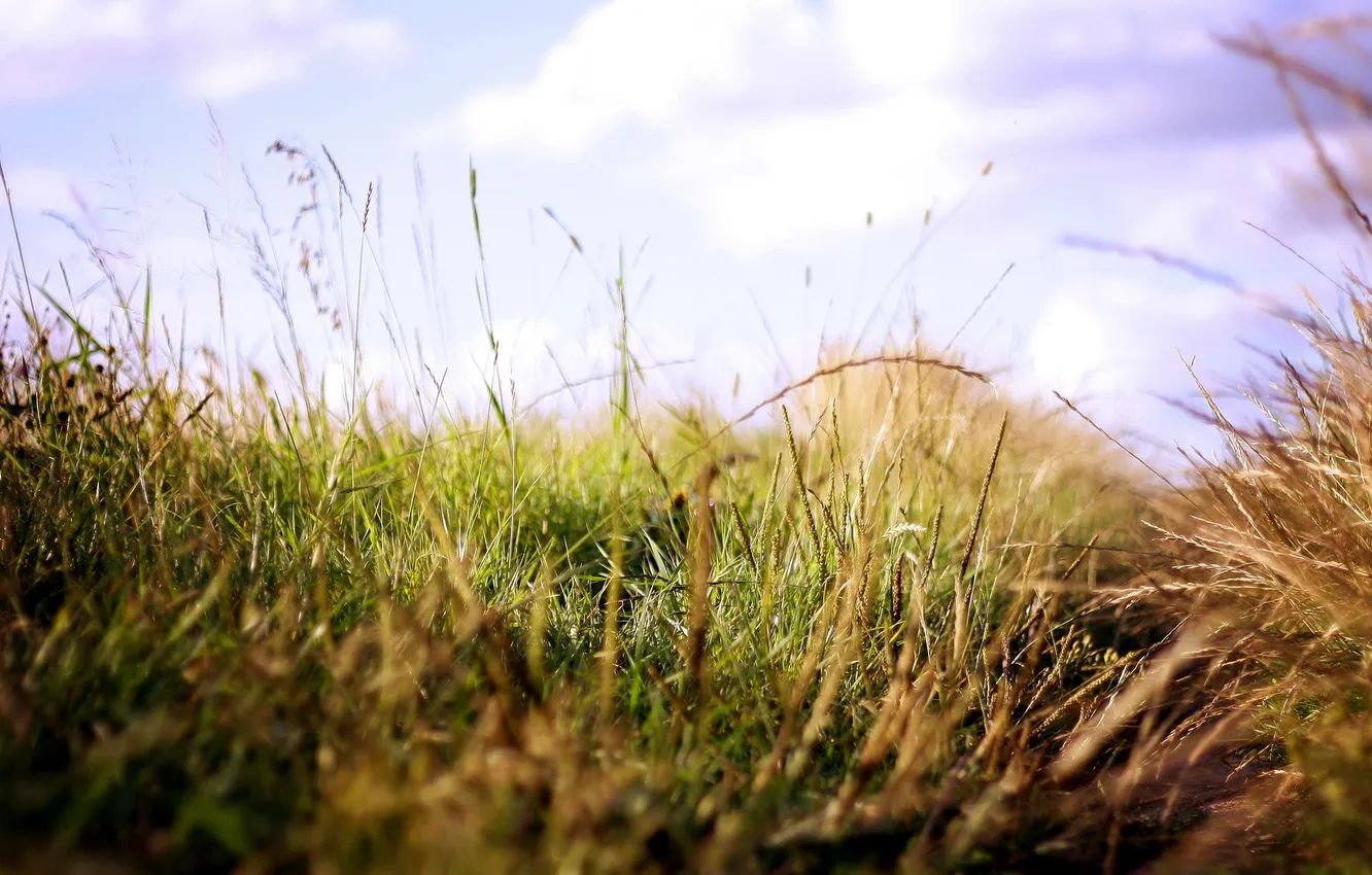 Фото обои трава, макро, свет