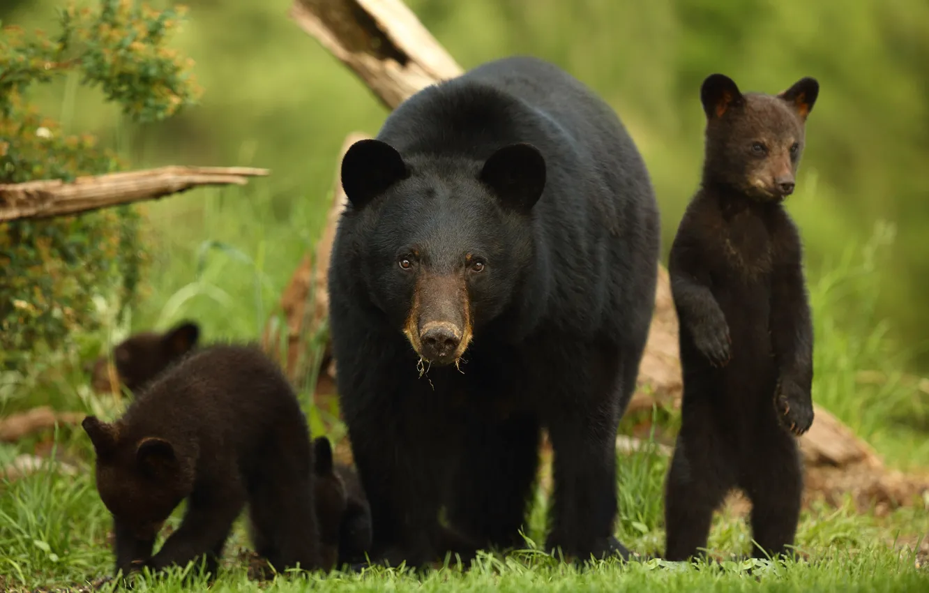 Фото обои медведи, медвежата, стойка, медведица, чёрный медведь, Барибал