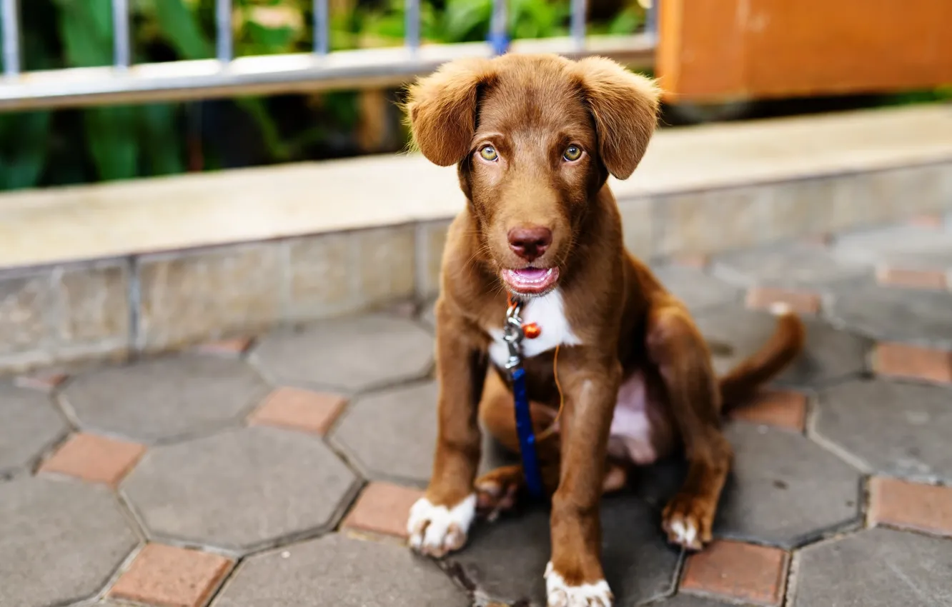 Фото обои милый, щенок, light, лабрадор, puppy, dog, cute
